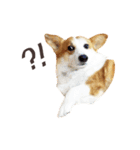 Corgi Yue-yue（個別スタンプ：4）