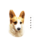Corgi Yue-yue（個別スタンプ：5）