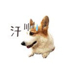 Corgi Yue-yue（個別スタンプ：6）