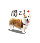 Corgi Yue-yue（個別スタンプ：7）