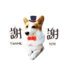 Corgi Yue-yue（個別スタンプ：8）