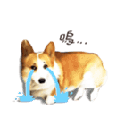 Corgi Yue-yue（個別スタンプ：9）