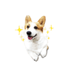 Corgi Yue-yue（個別スタンプ：10）