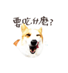 Corgi Yue-yue（個別スタンプ：11）