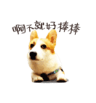 Corgi Yue-yue（個別スタンプ：12）