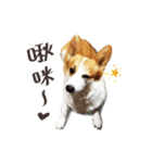 Corgi Yue-yue（個別スタンプ：14）