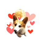 Corgi Yue-yue（個別スタンプ：15）