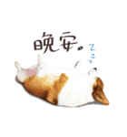 Corgi Yue-yue（個別スタンプ：16）