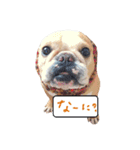 フレンチブルドッグ デュカオとグレコ（個別スタンプ：9）