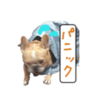 フレンチブルドッグ デュカオとグレコ（個別スタンプ：10）