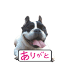 フレンチブルドッグ デュカオとグレコ（個別スタンプ：11）