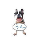 フレンチブルドッグ デュカオとグレコ（個別スタンプ：16）