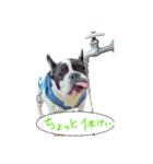 フレンチブルドッグ デュカオとグレコ（個別スタンプ：17）