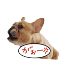 フレンチブルドッグ デュカオとグレコ（個別スタンプ：21）
