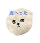 ちょっといらっとするにゃんこスタンプ（個別スタンプ：2）