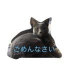 らぴうぴの為のスタンプ、（個別スタンプ：4）