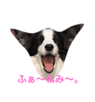 個性たっぷりBorder collie（個別スタンプ：1）