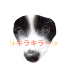 個性たっぷりBorder collie（個別スタンプ：2）