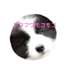 個性たっぷりBorder collie（個別スタンプ：3）