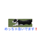 個性たっぷりBorder collie（個別スタンプ：4）