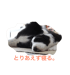 個性たっぷりBorder collie（個別スタンプ：5）