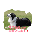 個性たっぷりBorder collie（個別スタンプ：6）