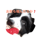 個性たっぷりBorder collie（個別スタンプ：7）