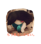 個性たっぷりBorder collie（個別スタンプ：8）