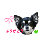 使えるチワワスタンプ（個別スタンプ：9）
