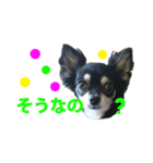 使えるチワワスタンプ（個別スタンプ：30）