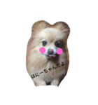 愛犬はにーちゃん。（個別スタンプ：1）