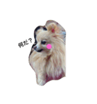 愛犬はにーちゃん。（個別スタンプ：2）