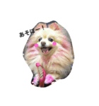 愛犬はにーちゃん。（個別スタンプ：3）