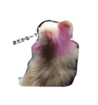 愛犬はにーちゃん。（個別スタンプ：4）