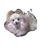 愛犬はにーちゃん。（個別スタンプ：5）