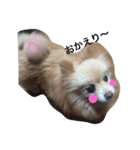 愛犬はにーちゃん。（個別スタンプ：7）