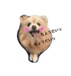愛犬はにーちゃん。（個別スタンプ：8）