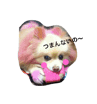 愛犬はにーちゃん。（個別スタンプ：10）