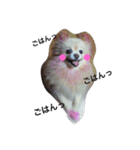 愛犬はにーちゃん。（個別スタンプ：11）