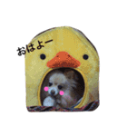 愛犬はにーちゃん。（個別スタンプ：12）