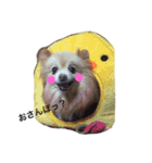 愛犬はにーちゃん。（個別スタンプ：13）