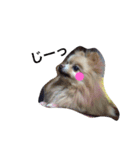 愛犬はにーちゃん。（個別スタンプ：14）