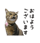 いぬ＆ねこ（個別スタンプ：1）
