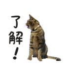 いぬ＆ねこ（個別スタンプ：2）
