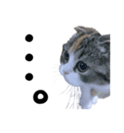 いぬ＆ねこ（個別スタンプ：3）