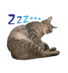いぬ＆ねこ（個別スタンプ：4）