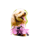 メイプル＆ココア＆ヒナ＆クレア（個別スタンプ：1）