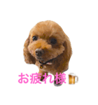 メイプル＆ココア＆ヒナ＆クレア（個別スタンプ：5）