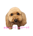 メイプル＆ココア＆ヒナ＆クレア（個別スタンプ：7）