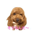 メイプル＆ココア＆ヒナ＆クレア（個別スタンプ：8）